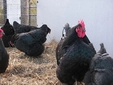 Australorp Tavuk Türleri ve Özellikleri Australorp Tavuk Türleri ve Özellikleri