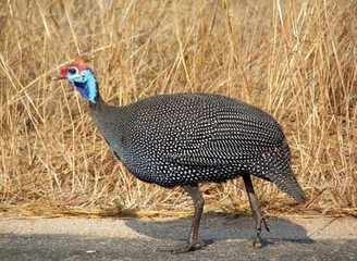 Beç Tavuğu Türleri ve Özellikleri Beç Tavuğu Türleri ve Özellikleri