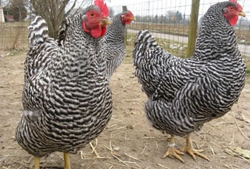 Pleymut Tavuk Türleri ve Özellikleri Pleymut Tavuk Türleri ve Özellikleri