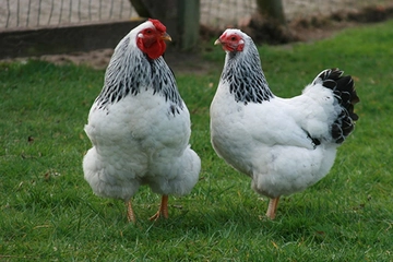 Tavuk Irkları Nelerdir? Tavuk Irkları Nelerdir?