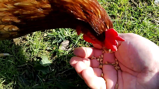 Tavuk Bakımı