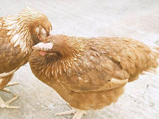Tavuk Hastalıkları